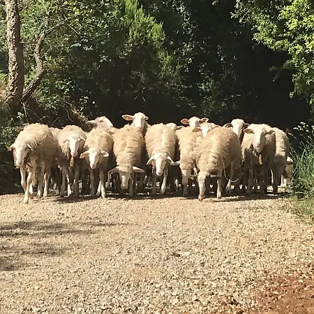 Farm stay Le Carolee Pianopoli