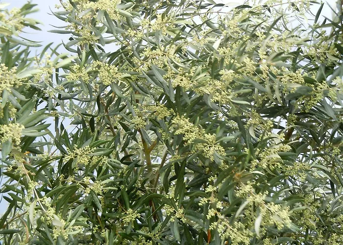 Le Carolee * Pianopoli